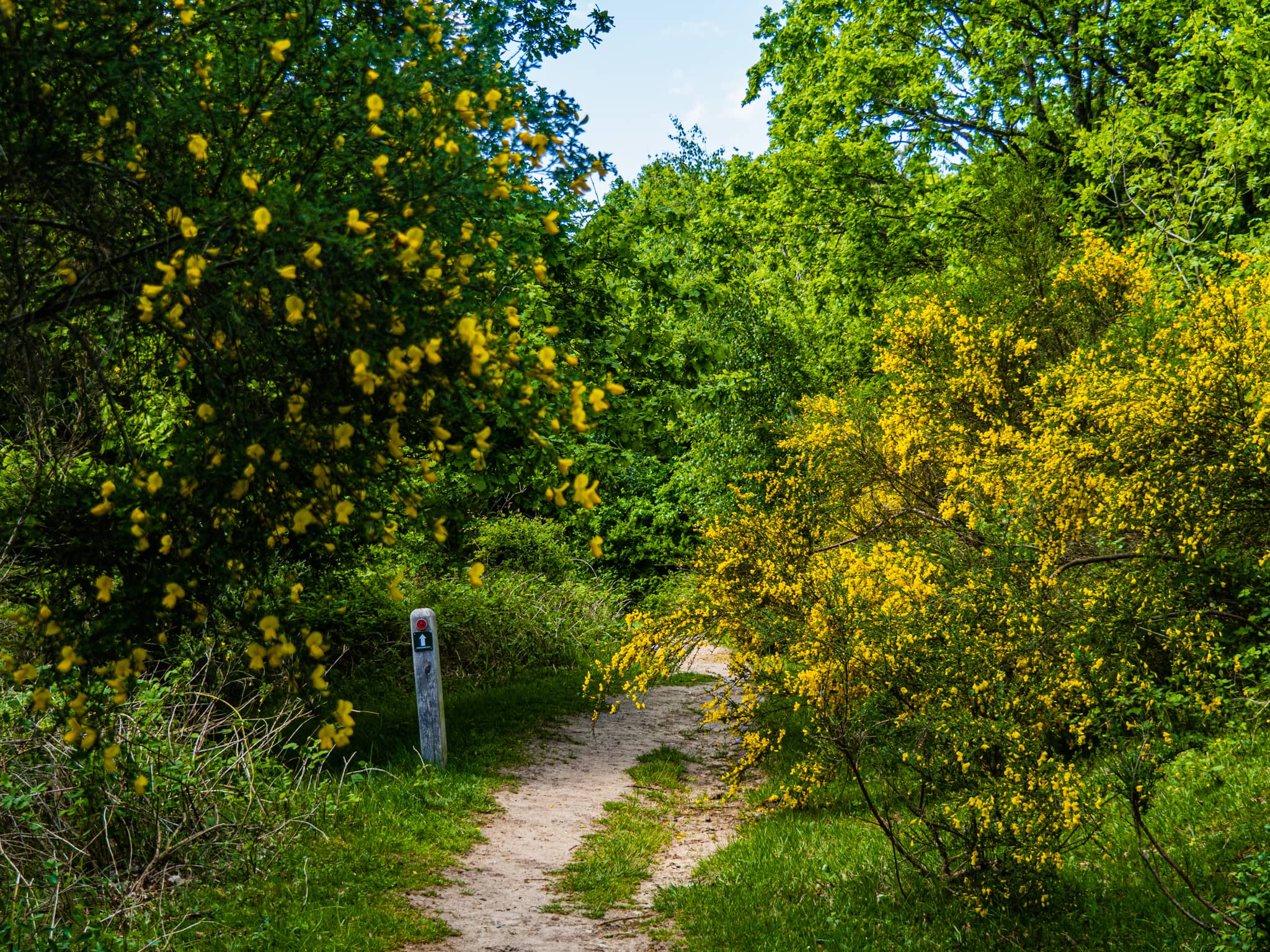 Bjergstien i Mols Bjerge